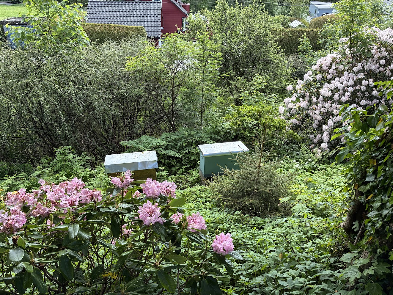 Den ukrainske liggebikuben i hagen i Bergen — juni 2026, hagen er i full blomst.